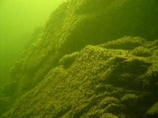 Muschelbewachsene Felsen