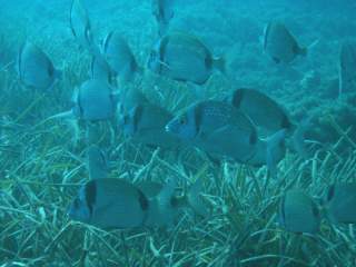 überall Unmengen Fische